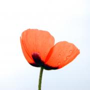 image of a poppy against a blue blue sky